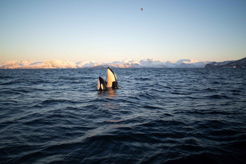 Picture 4 for Activity Tromsø: Skjervøy RIB Whale Watching Tour