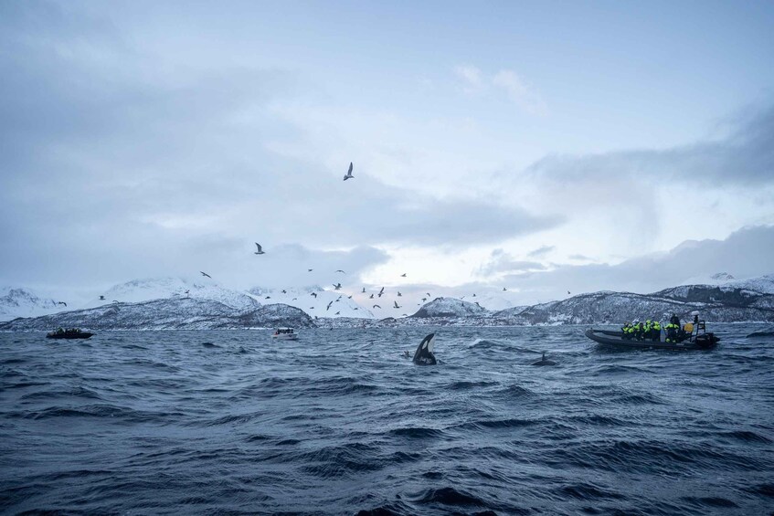 Picture 6 for Activity Tromsø: Skjervøy RIB Whale Watching Tour