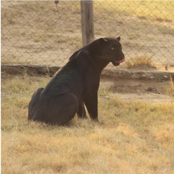 Picture 7 for Activity Mbombela: Blyde River Canyon & Moholoholo Wildlife Centre