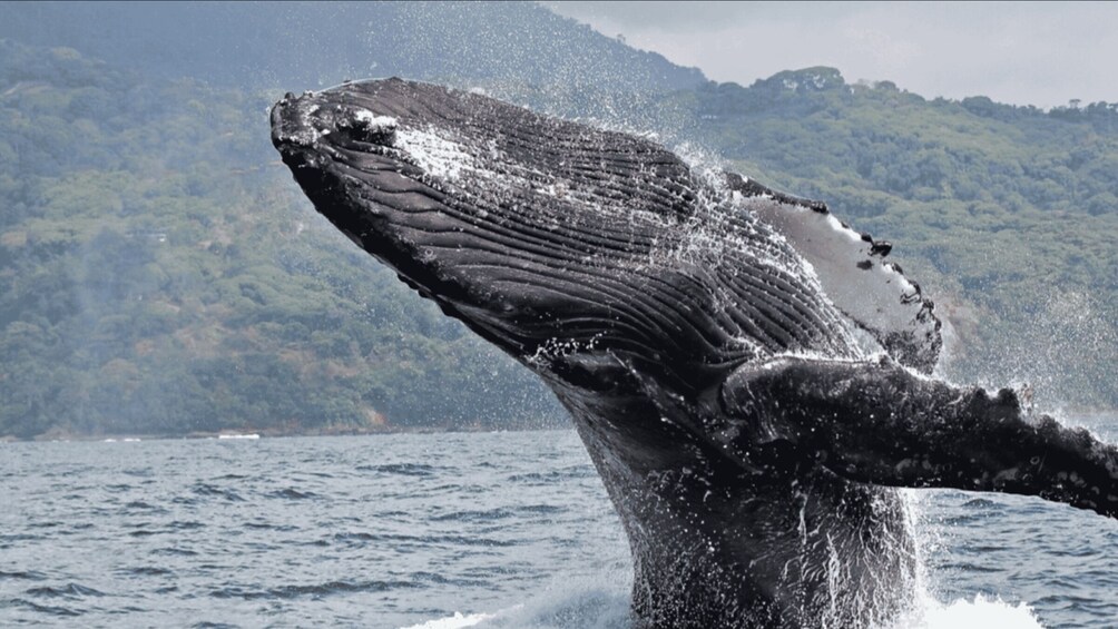 Picture 2 for Activity Samana: Whale Watching and Cayo Levantado Full Day Tour