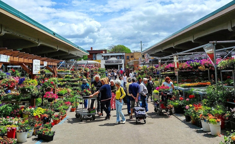 Picture 1 for Activity Montreal: Little Italy and Jean Talon Market Walking Tour