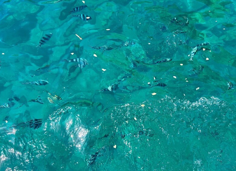 Picture 12 for Activity Snorkeling : Coin de Mire en speedboat Nord île Maurice