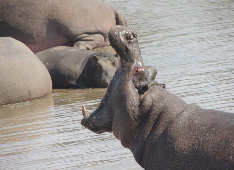 Picture 4 for Activity Kruger National Park: Full-Day Game Drive with Pickup