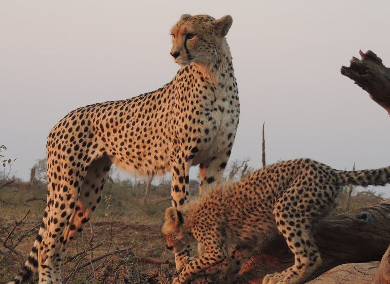 Picture 7 for Activity Kruger National Park: Full-Day Game Drive with Pickup