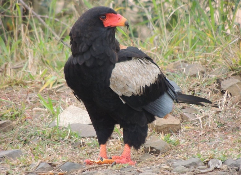 Picture 5 for Activity Kruger National Park: Full-Day Game Drive with Pickup