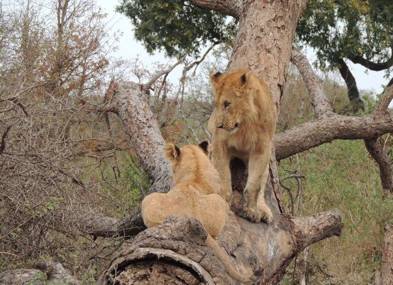 Picture 10 for Activity Kruger National Park: Full-Day Game Drive with Pickup