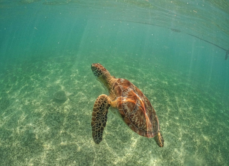 Picture 5 for Activity Playa del Carmen: Swim & Snorkel w/ Turtles at Akumal Beach