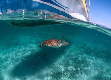 Playa del Carmen: Swim & Snorkel w/ Turtles at Akumal Beach