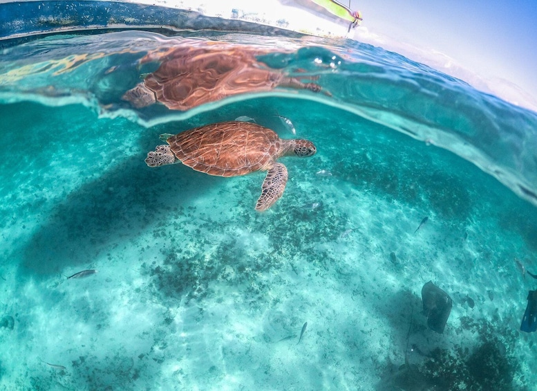 Picture 3 for Activity Playa del Carmen: Swim & Snorkel w/ Turtles at Akumal Beach