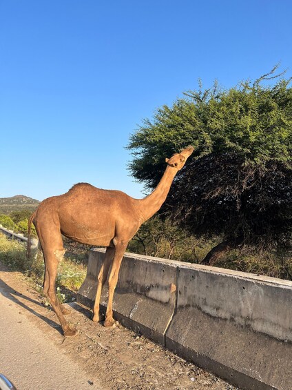 Picture 6 for Activity Salalah East Adventure: Waterfalls, Mountain & Safari