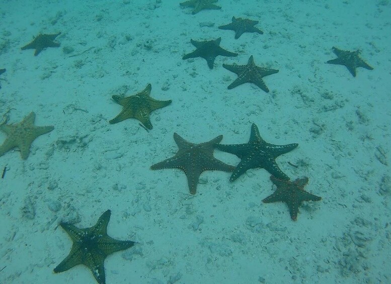 Picture 2 for Activity Private Tour: Snorkeling trip at Blue Lagoon with Starfish