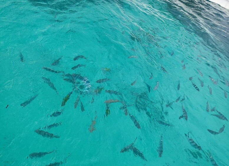 Picture 3 for Activity Private Tour: Snorkeling trip at Blue Lagoon with Starfish