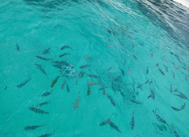 Picture 3 for Activity Private Tour: Snorkeling trip at Blue Lagoon with Starfish