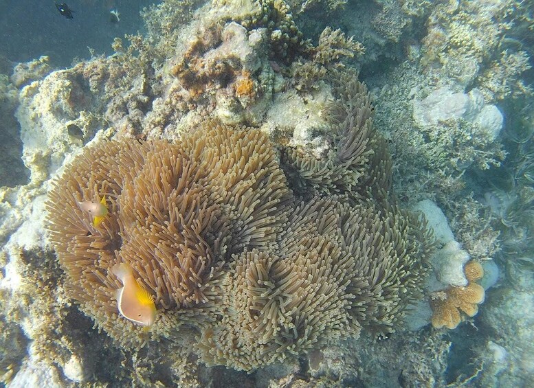 Picture 1 for Activity Private Tour: Snorkeling trip at Blue Lagoon with Starfish