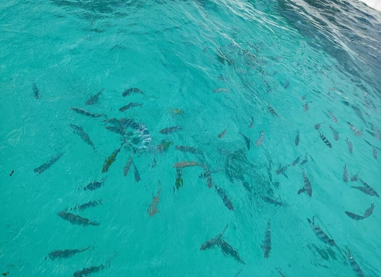 Picture 3 for Activity Private Tour: Snorkeling trip at Blue Lagoon with Starfish