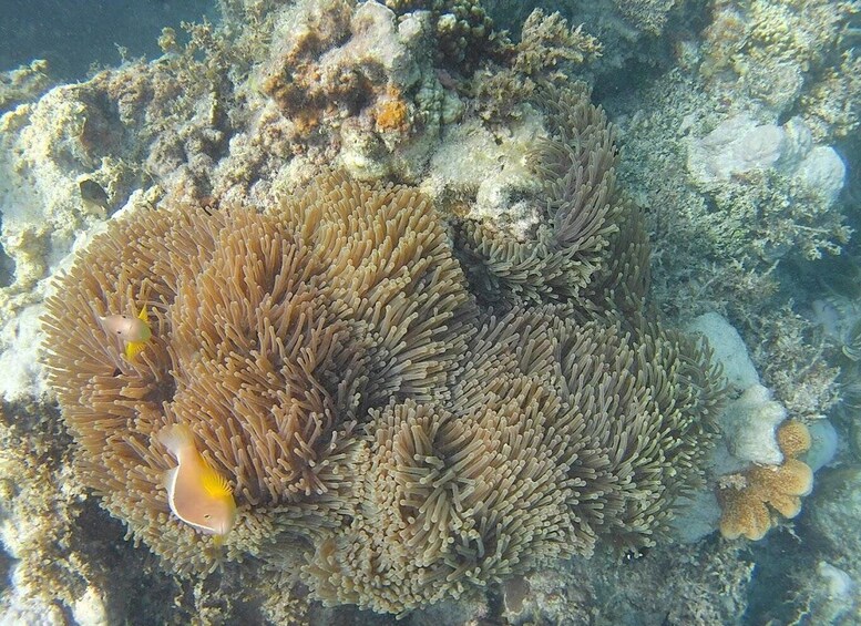 Picture 1 for Activity Private Tour: Snorkeling trip at Blue Lagoon with Starfish