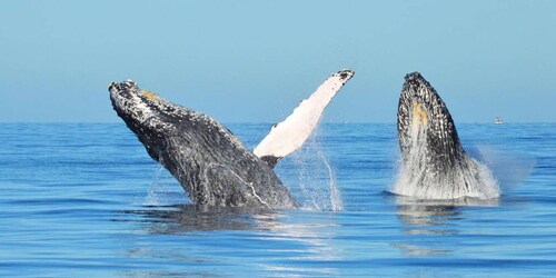 Saint-Domingue : Observation des baleines et île Barcadi Journée complète