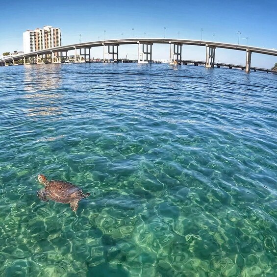 Picture 5 for Activity West Palm Beach: Private Peanut Island Boat & Snorkel Tour