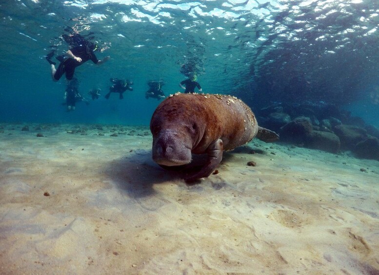 Picture 6 for Activity West Palm Beach: Private Peanut Island Boat & Snorkel Tour