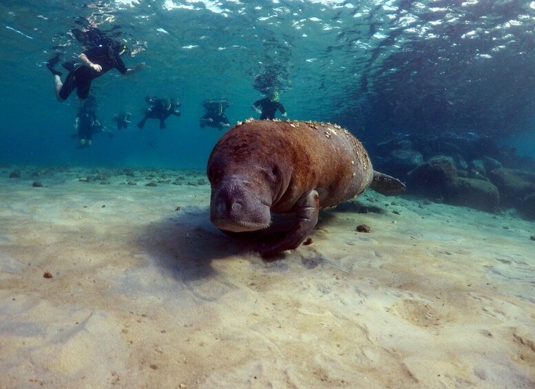 Picture 3 for Activity West Palm Beach: Private Peanut Island Boat & Snorkel Tour