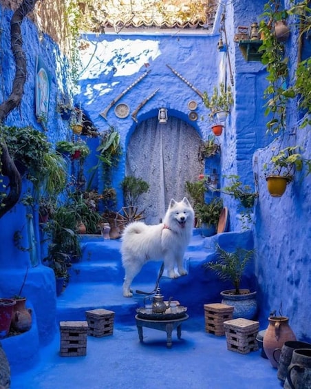 Picture 4 for Activity Chefchaouen Day Trip with Small Group