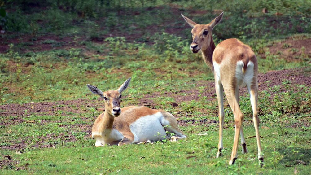 Picture 2 for Activity Half Day in Yala Safari