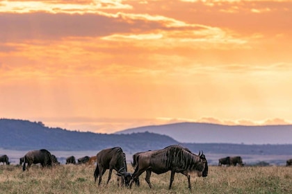 Nairobista: 3 päivän/2 yön Maasai Mara ryhmäsafari