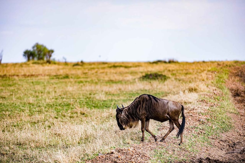 Picture 16 for Activity From Nairobi: 3-Day/2-Night Maasai Mara Group Safari