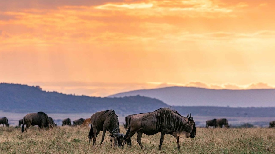 From Nairobi: 3-Day/2-Night Maasai Mara Group Safari