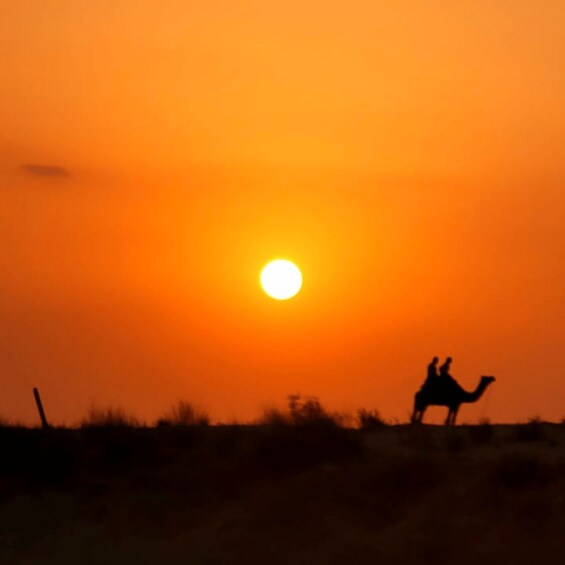 Picture 3 for Activity Jodhpur Camel Safari With Traditional Food With Sumer