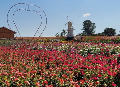 São Paulo: Wisata Sehari dengan Pemandu Kebun Bunga Berwarna-warni Holambra