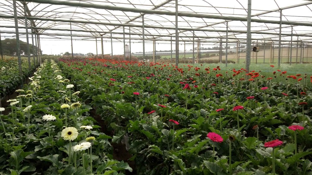 Picture 4 for Activity São Paulo: Holambra Colorful Flower Farm Guided Day Trip