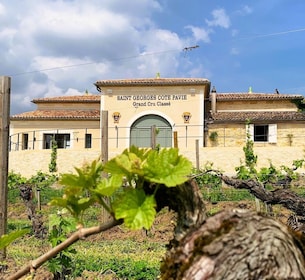 Saint-Émilion: Bordeaux Vineyard Tour and Wine Tasting