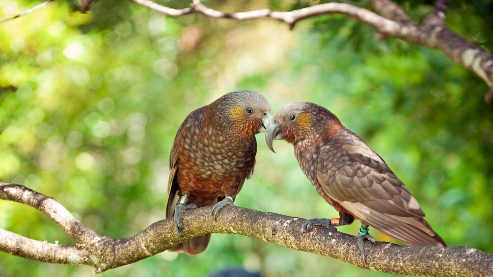 Two parrots in tree at Pukaha Mount Bruce Wildlife Centre