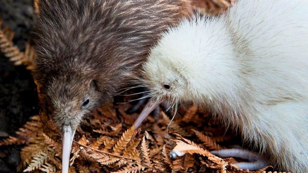 Kiwis at Pukaha Mount Bruce Wildlife Centre