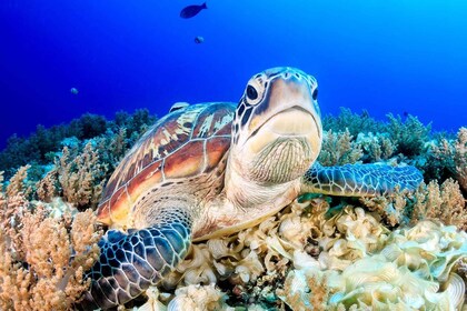 Gili Trawangan eller Meno eller flytur