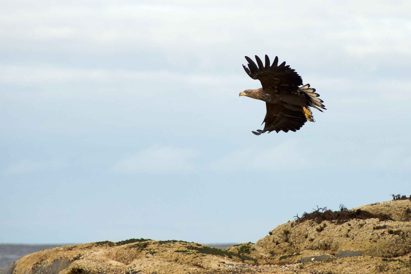 Picture 5 for Activity Tromsø: Winter Sea Kayaking Tour with Wildlife Sightings