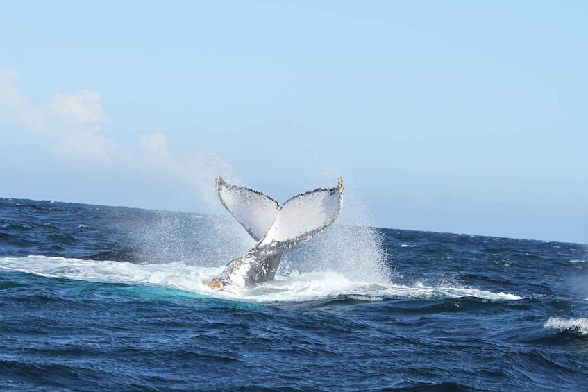 Picture 6 for Activity Plettenberg Bay: Whale-Watching Cruise