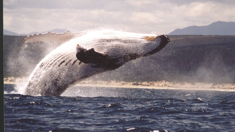Plettenberg Bay: Whale-Watching Cruise