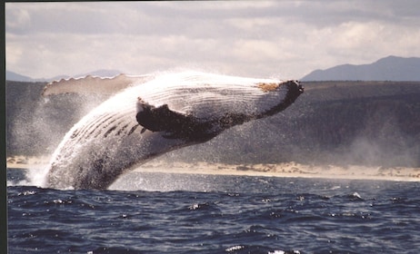 Bahía de Plettenberg: crucero de observación de ballenas