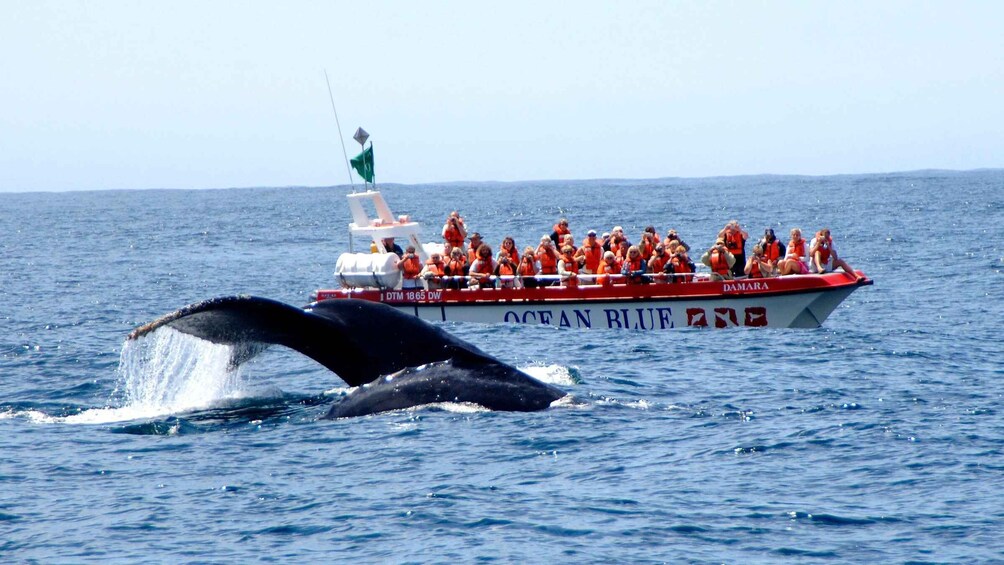 Picture 10 for Activity Plettenberg Bay: Whale-Watching Cruise