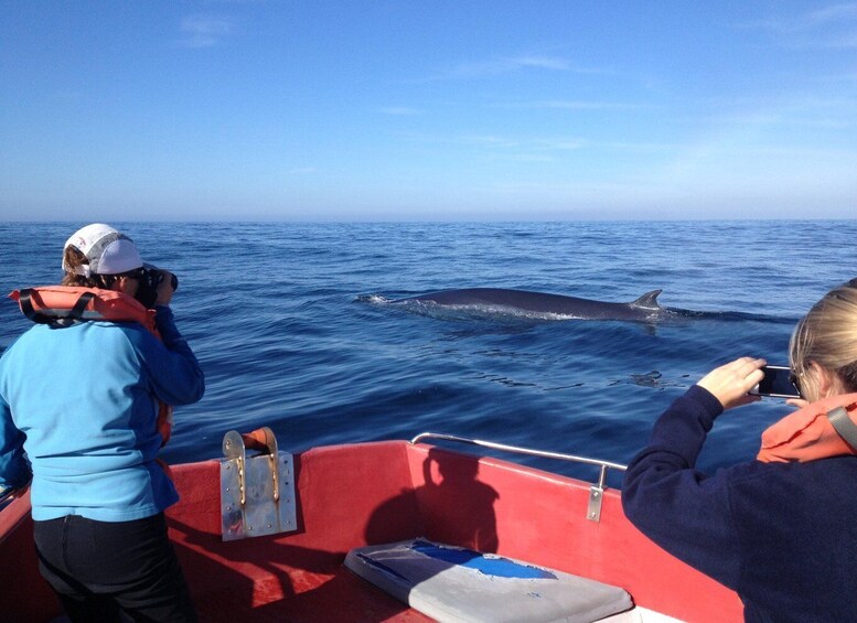 Picture 12 for Activity Plettenberg Bay: Whale-Watching Cruise