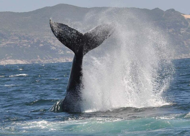 Picture 4 for Activity Plettenberg Bay: Whale-Watching Cruise