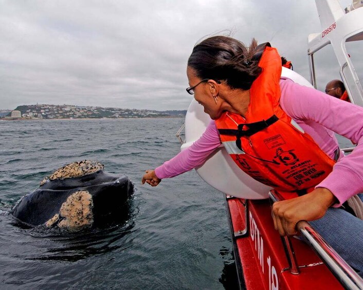 Picture 11 for Activity Plettenberg Bay: Whale-Watching Cruise