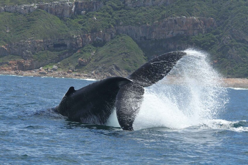 Picture 7 for Activity Plettenberg Bay: Whale-Watching Cruise