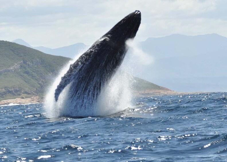 Picture 8 for Activity Plettenberg Bay: Whale-Watching Cruise