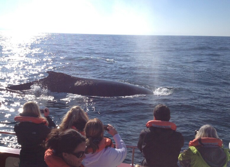 Picture 9 for Activity Plettenberg Bay: Whale-Watching Cruise