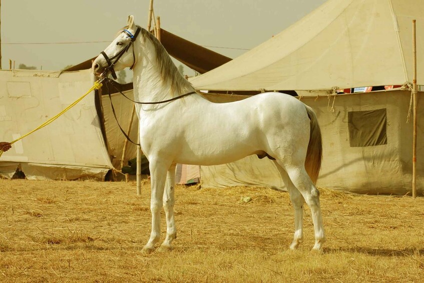 Picture 5 for Activity From Jaipur : Private Ajmer Pushkar Tour by Cab