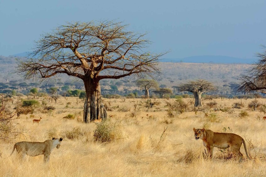 Picture 2 for Activity Wildlife safari in Mikumi national park.