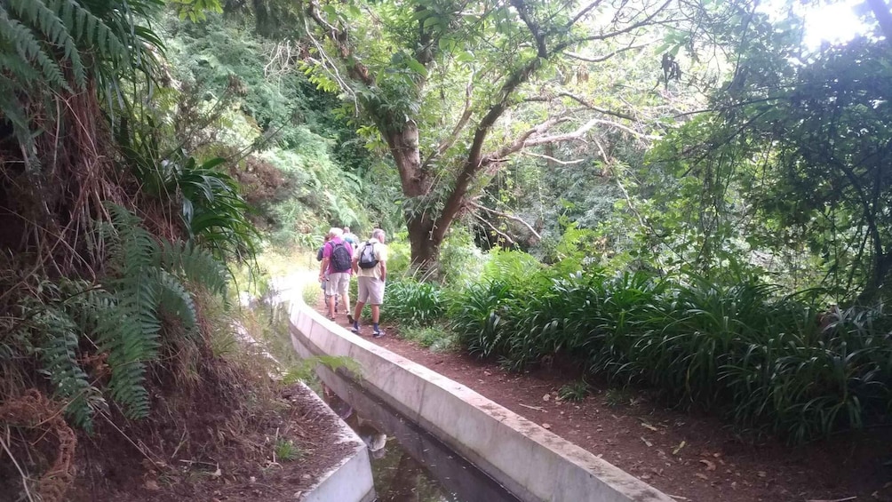 Picture 4 for Activity Levada Boa Morte - Quinta Grande Half day - Easy Walk